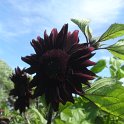 black sunflower01